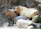 動物図鑑・ゴールデンターキン 5